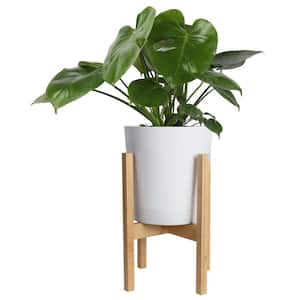 Philodendron Monstera Swiss Cheese Plant in 10 in. White Cylinder Pot and Stand