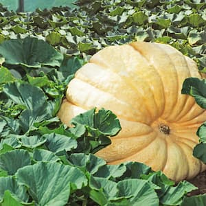 Pumpkin Dill's Atlantic Giant Pumpkin Seeds (10 Seed Packet)