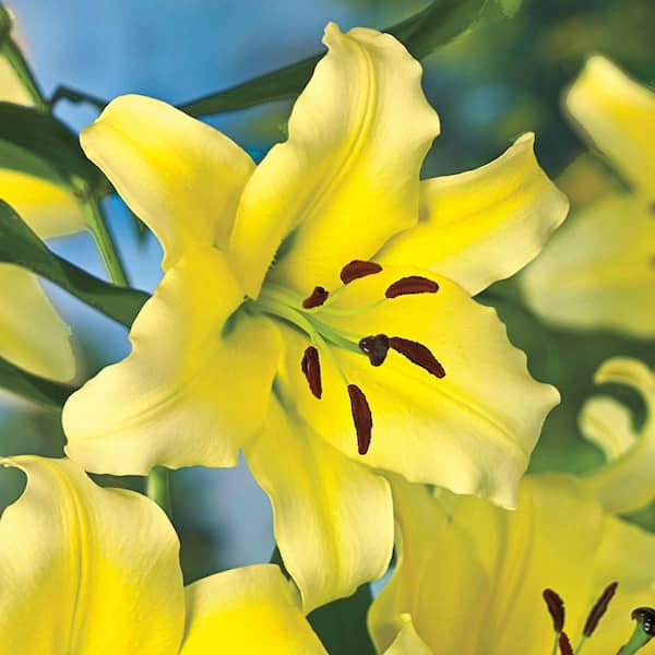 Breck's Conca d'Or Giant Spring Flowering Orienpet Lily (5-Pack)
