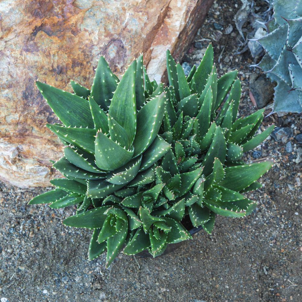 Aloe Nobilis Green Succulent in Purple Plastic Planter