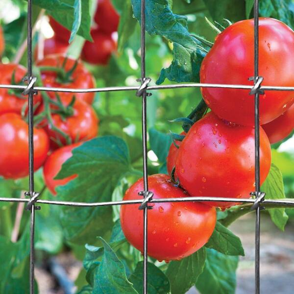 red brand dog fence