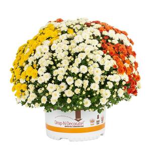 1.5 Gal. Orange, White, Yellow Drop N Decorate Mum Chrysanthemum Mix Perennial Plant (1-Pack)