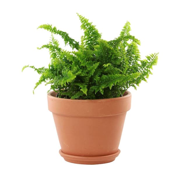 8 in. Terra Cotta Clay Pot