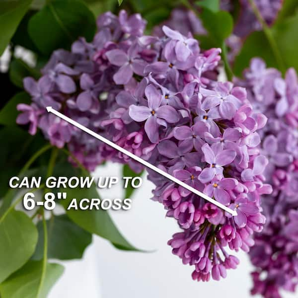 Lilac Varieties: 25 Different Types of Lilac Cultivars