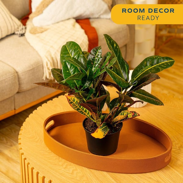Costa Farms Live Indoor 12in. Croton Mammy, Grower Pot Costa Farms Live Indoor 12in. Croton Mammy, Grower Pot