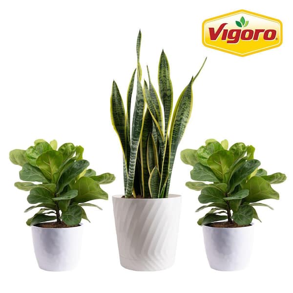 Vigoro 10 in. Sansevieria and (2) 6 in. Lyrata Bush Plant in White Decor Planter, (3 Pack)