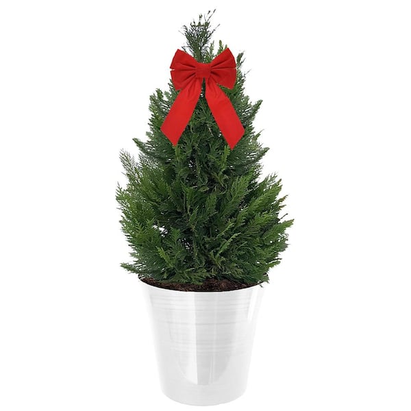 Unbranded 3 Gal. Leyland Cypress Evergreen Shrub with Green Foliage in a Decorative White Pot with Red Bow