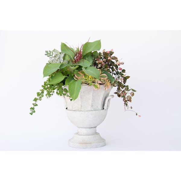 3 Gal. Blue Angel Perennial Hosta, Gigantic Blue Leaves