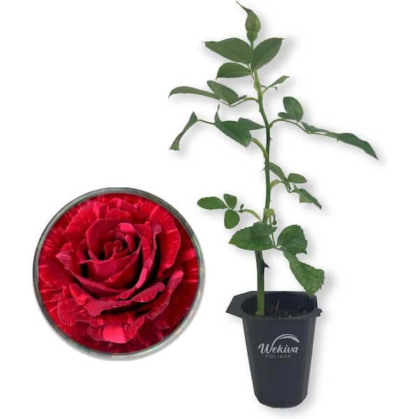 Wekiva Foliage Red Intuition Rose Bush-Live Starter Plant in a 2 Inch Pot-Beautifully Fragrant Heirloom Rose from Florida