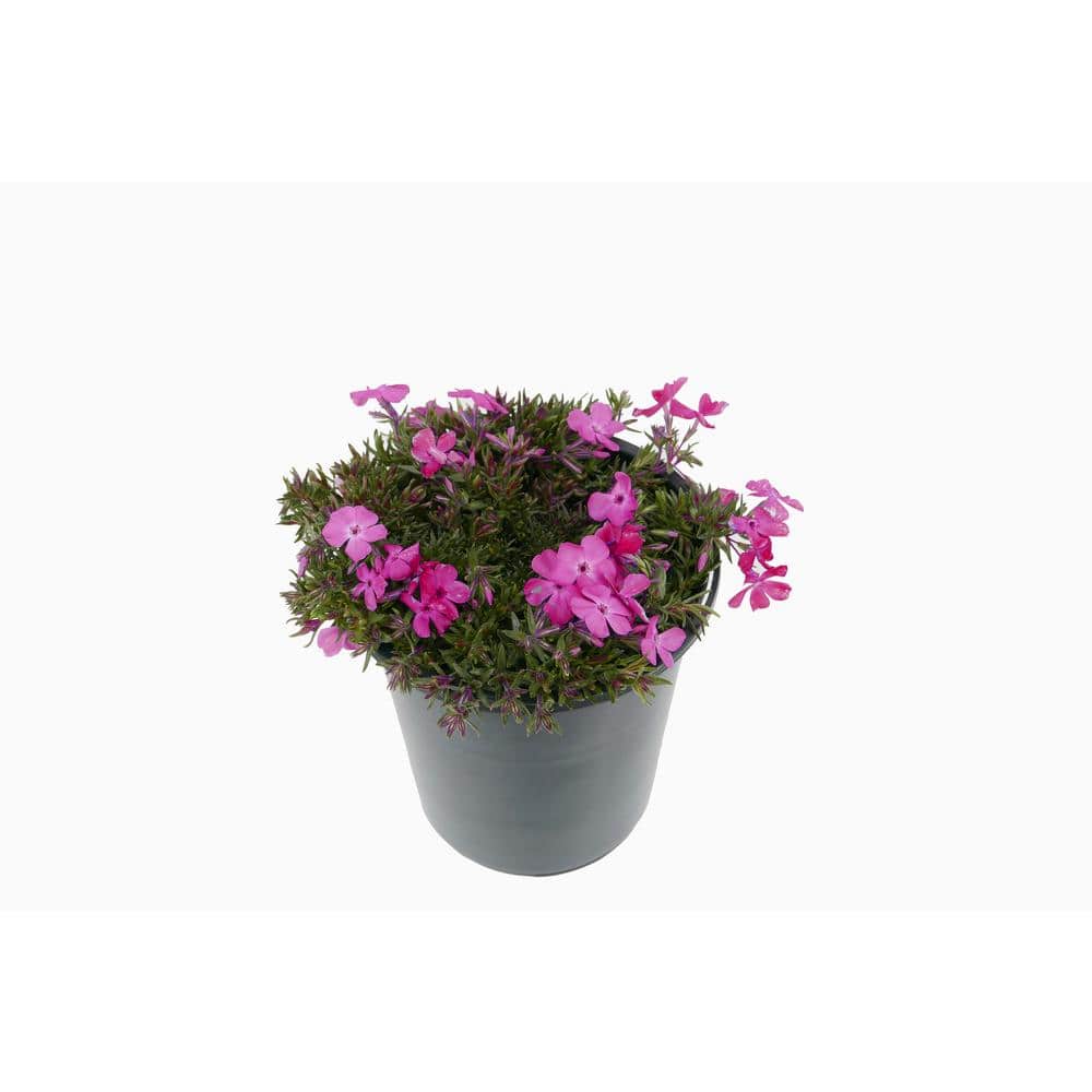 2.5 Qt. Perennial Phlox Subulata Spring Dark Pink