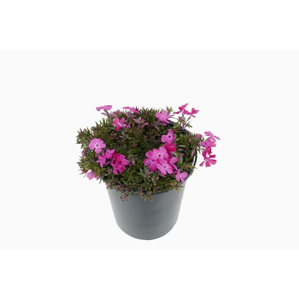Unbranded 2.5 Qt. Perennial Phlox Subulata Spring Dark Pink