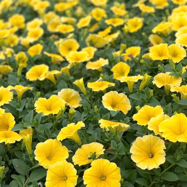 Proven Winners 1 QT. Superbells Lemon Slice Calibrachoa Plant with Yellow Flowers