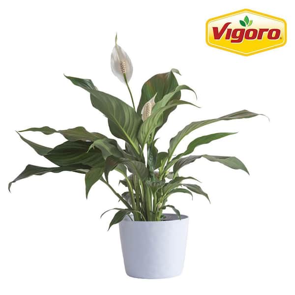 Vigoro Peace Lily Indoor Plant in 6 in. White Decor Planter, Avg Shipping Height 1-2 ft. Tall