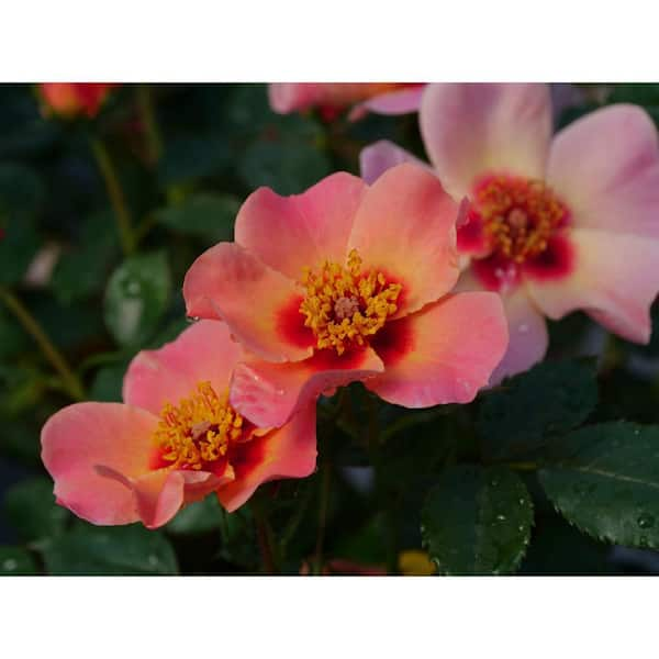 1 Gal. Ringo All-Star Rose (Rosa) Live Plant Shrub Multi-Color