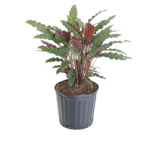 9.25 in. Calathea Rufibarba Live Indoor Fuzzy Feathers Houseplant Shipped in Grower Pot