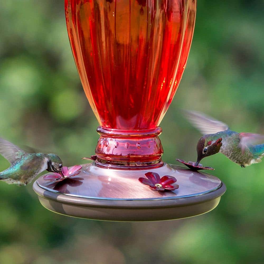 Red Daisy Glass Hummingbird Feeder with Copper Base, 18oz