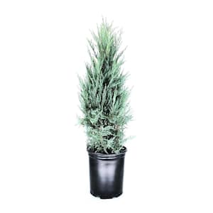 3.58 Gal. Moonglow Juniper Juniperus scopulorum 'Moonglow' Evergreen (1-Each)