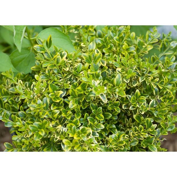 PROVEN WINNERS 4.5 in. Qt. Wedding Ring Boxwood (Buxus) Live Evergreen Shrub, Variegated Green Foliage