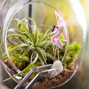 Assorted Tillandsia Air Plants Pack of 12