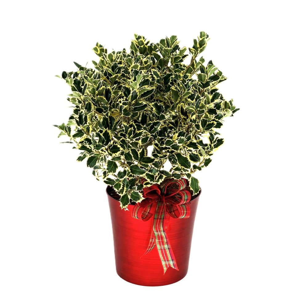 10 in. Holiday Holly Variegated (Ilex) Live Shrub in Bright Red Pot with Ho
