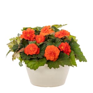 1 Gal. Begonia in Decorative Bowl Orange Annual Plant (1-Pack)