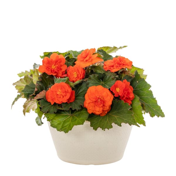 METROLINA GREENHOUSES 1 Gal. Begonia in Decorative Bowl Orange Annual Plant (1-Pack)