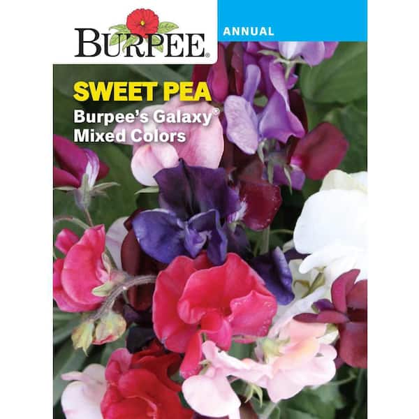 Burpee Sweet Pea Galaxy Mixed Colors Flower Seed