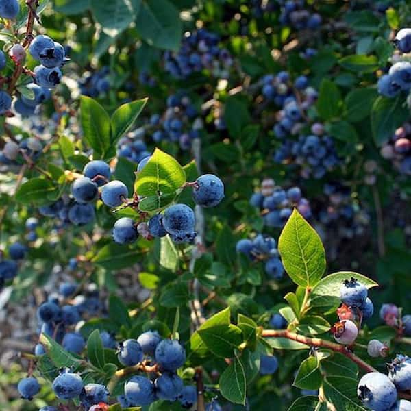 BELL NURSERY Vaccinium blueberry #3 228786 - The Home Depot