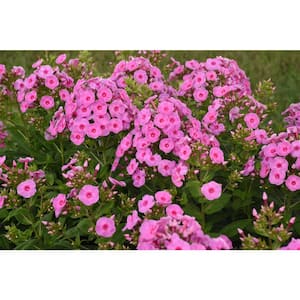 1 Gal. Luminary Prismatic Pink Pink Flowers, Live Perennial Plant (1-Pack)