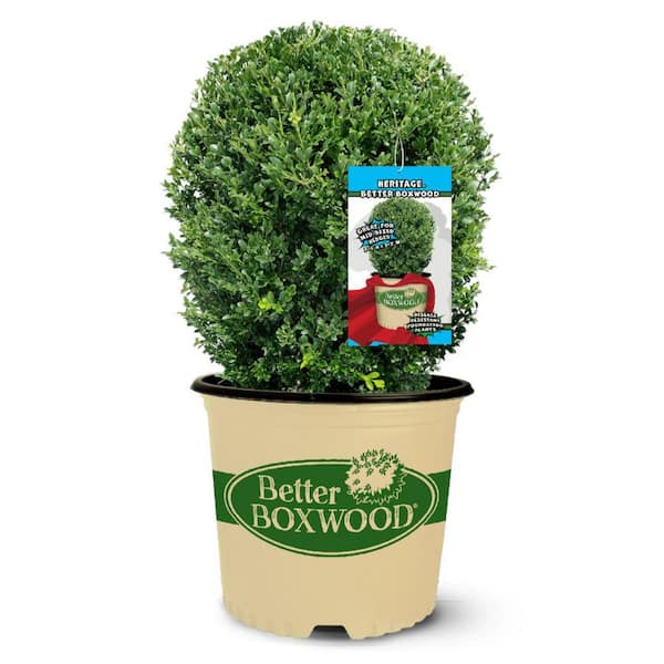 2.5 qt. Heritage Boxwood, Evergreen Shrub With Glossy Green Foliage