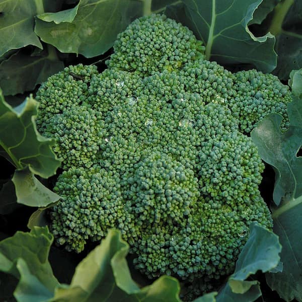 Seeds of Change Organic Broccoli Calabrese Seed Pack