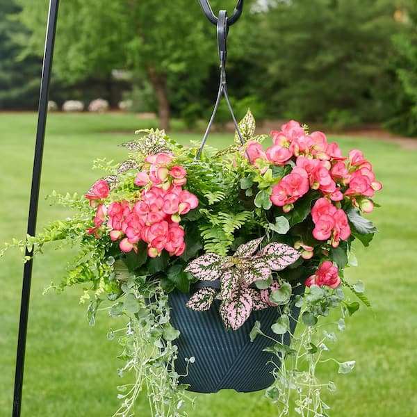 Bella Vita 12 in. Begonia Hanging Basket Bellini Blush Easy-Care Annual  Plant Combo with Pink Flowers and Mixed Foliage (1-Pack) 617400