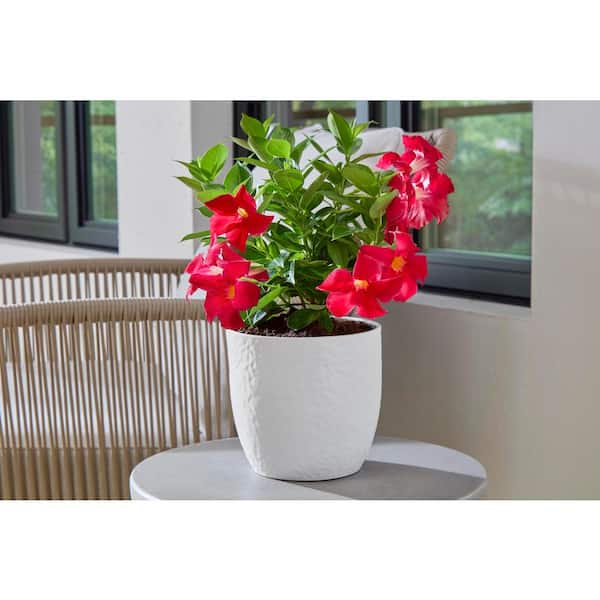 Ellory 6.3 in. x 6.3 in. D x 5.9 in. H Small Matte White Ceramic Pot
