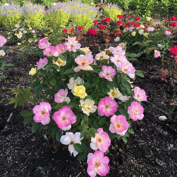 VAN ZYVERDEN 4 in. Bloomin' Easy Rosa Peach Lemonade Potted Rocketliners Shrub (Set of 1 Plant)
