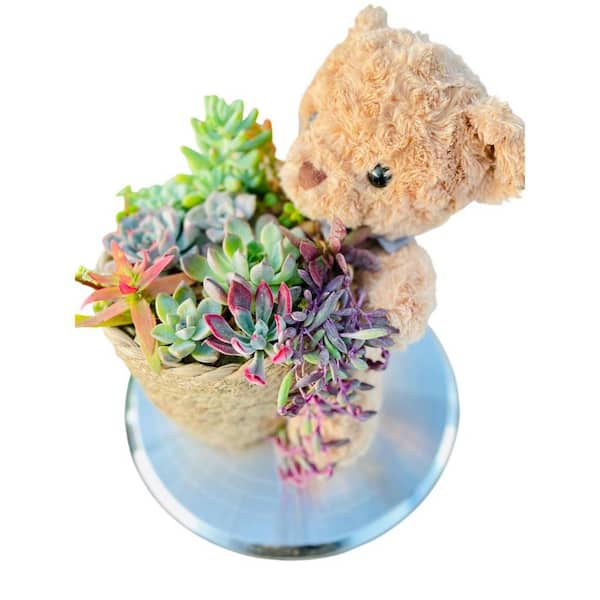 Succulent Cut Flower Planter Brown Teddy Bear Basket for Indoor Gardening, Outdoor Use, Decorative Garden Container