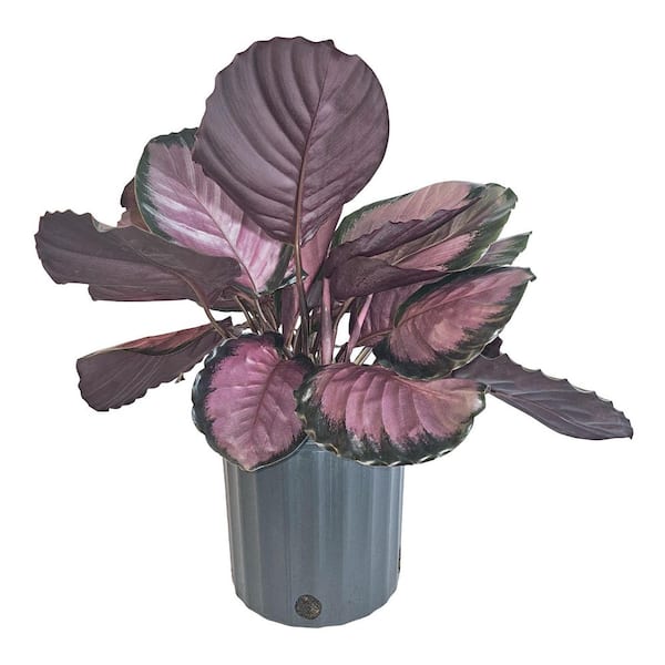 NATURE'S WAY FARMS 1.72 Gal. Rosy Calathea Indoor Tropical