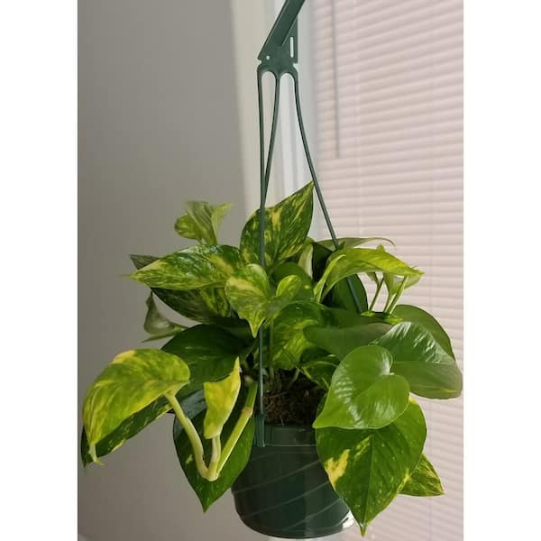6 In Golden Pothos Plant In Hanging Basket Hbgldp006 The Home Depot