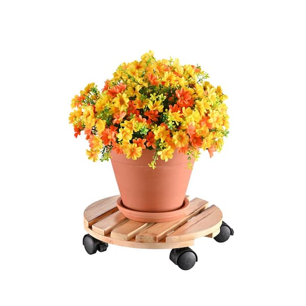 plant pot for a tree Money Tree Plant | Tropical Indoor Plants & Houseplants for Delivery
