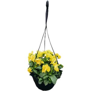 10 in. Pansy Hanging Basket Plant with Yellow Flowers