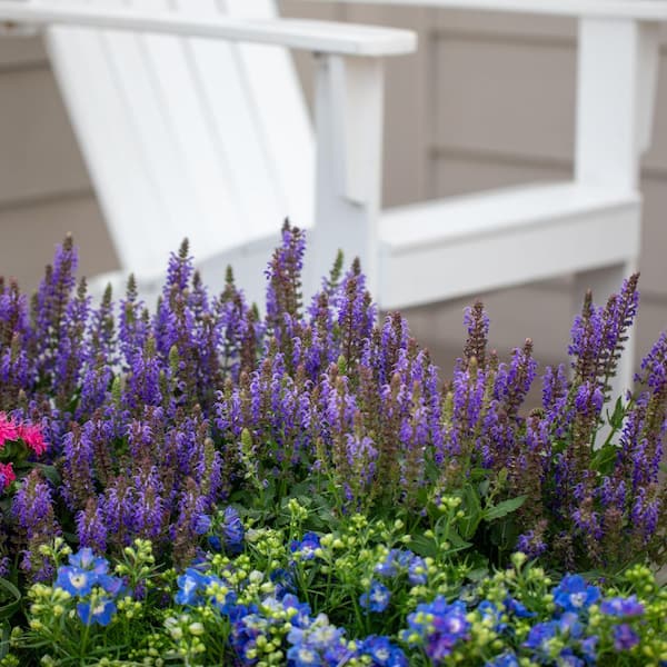 blauwbaard plant Dark Knight Bluebeard main image 1