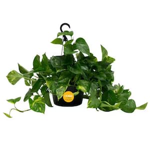 Golden Pothos Plant in 10 in. Hanging Grower Pot, Avg. Shipping Height 12-20 in. Tall