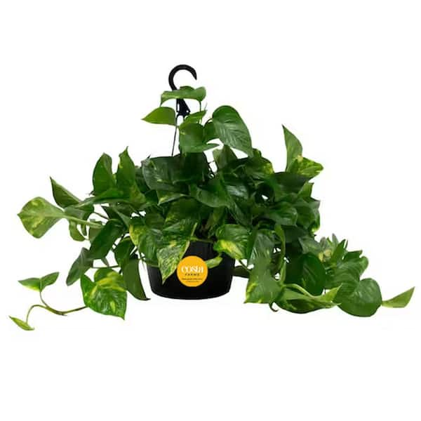 Costa Farms Golden Pothos Plant in 10 in. Hanging Grower Pot, Avg. Shipping Height 12-20 in. Tall