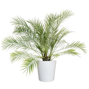 Miniature Date Palm Live Phoenix Roebelenii Plant 22 in. to 26 in. Tall in 9.25 in. White Decor Pot