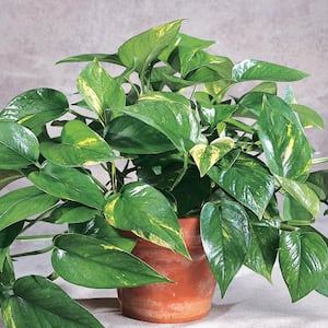 Kokedama Golden Devil's hotsell Ivy Plant - Pothos 12-14 inch