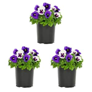 2 Qt. Pansy White and Purple Blotch Mix Annual Plant (3-Pack)