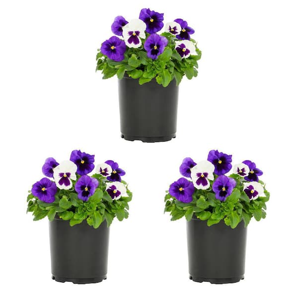 METROLINA GREENHOUSES 2 Qt. Pansy White and Purple Blotch Mix Annual Plant (3-Pack)