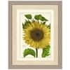 Vintage Print Gallery Sunflower Framed Archival Paper Wall Art (20