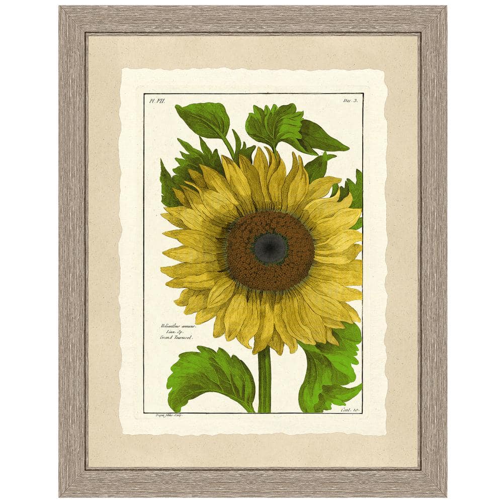 Vintage Print Gallery Sunflower Framed Archival Paper Wall Art (20 in. x 24  in. in full size) 1028-62_BW244-1156_DKWH(16x20) - The Home Depot