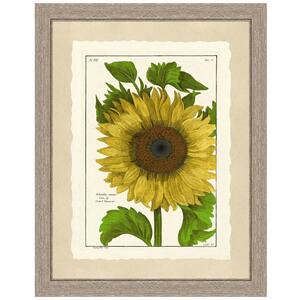 Sunflower Framed Archival Paper Wall Art (20 in. x 24 in. in full size)