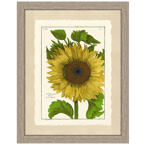 Vintage Print Gallery Sunflower Framed Archival Paper Wall Art (20 in. x 24 in. in full size)
